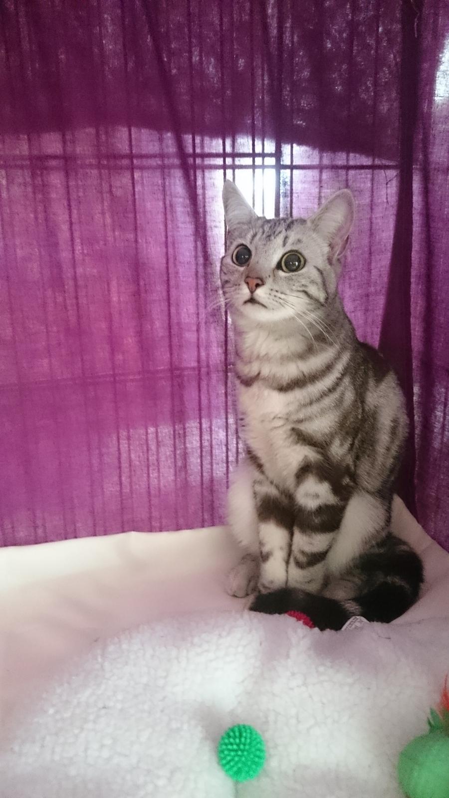 Europé Grevy Lliv  billede 11