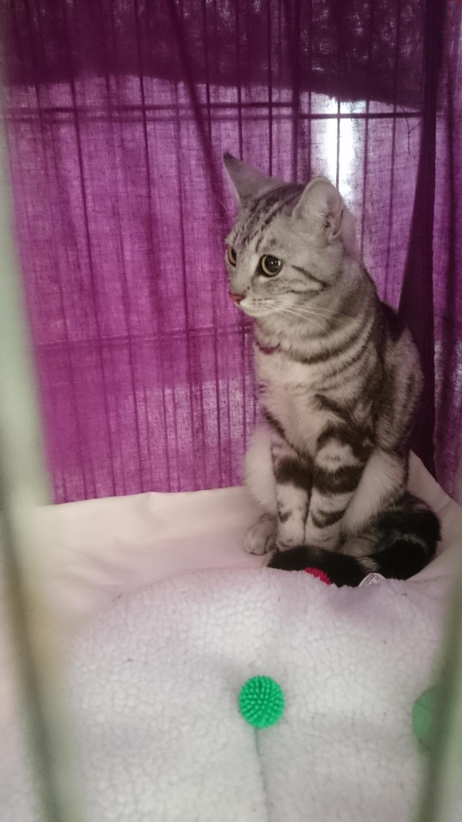 Europé Grevy Lliv  billede 12