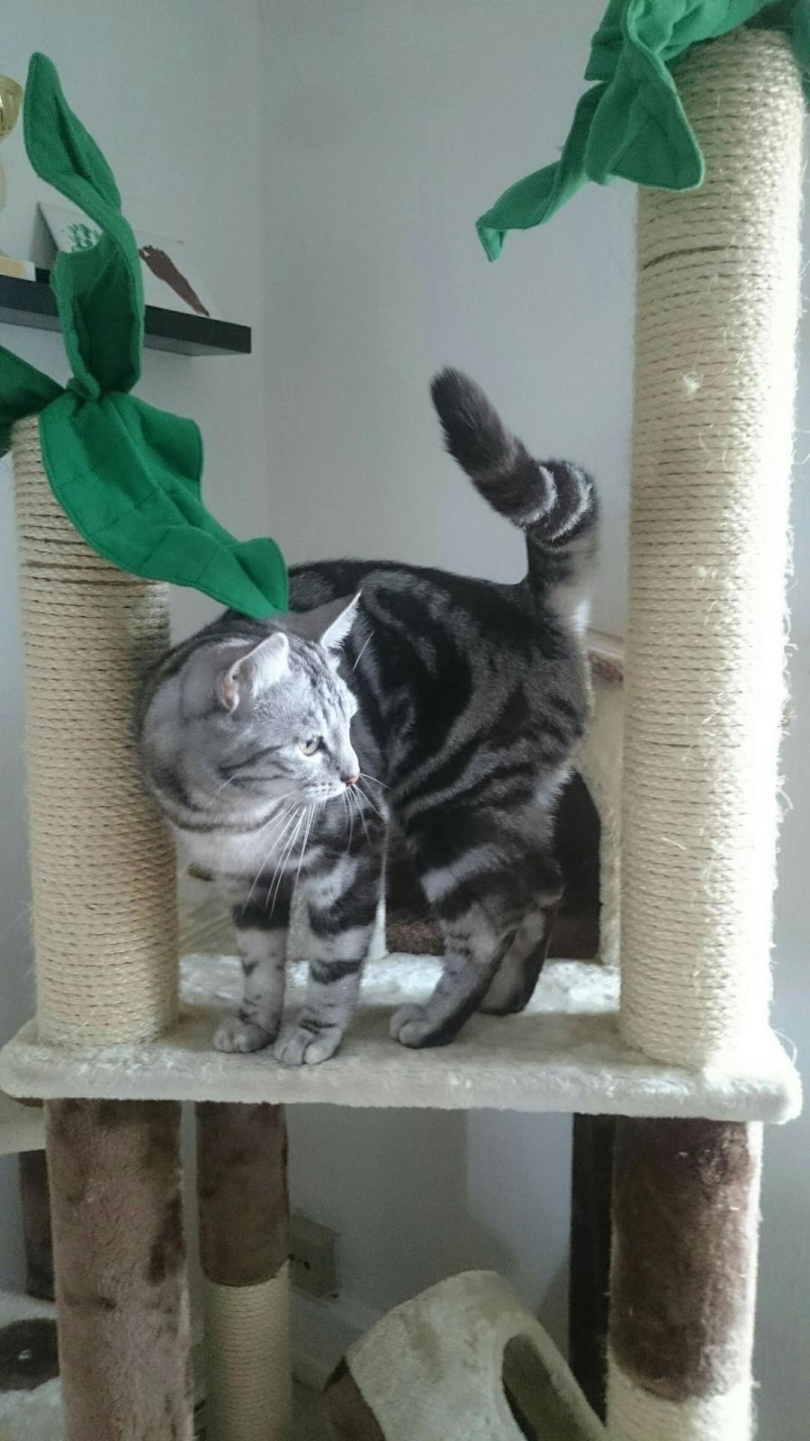 Europé Grevy Lliv  billede 13