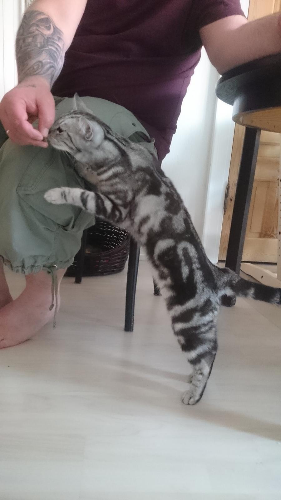 Europé Grevy Lliv  billede 15