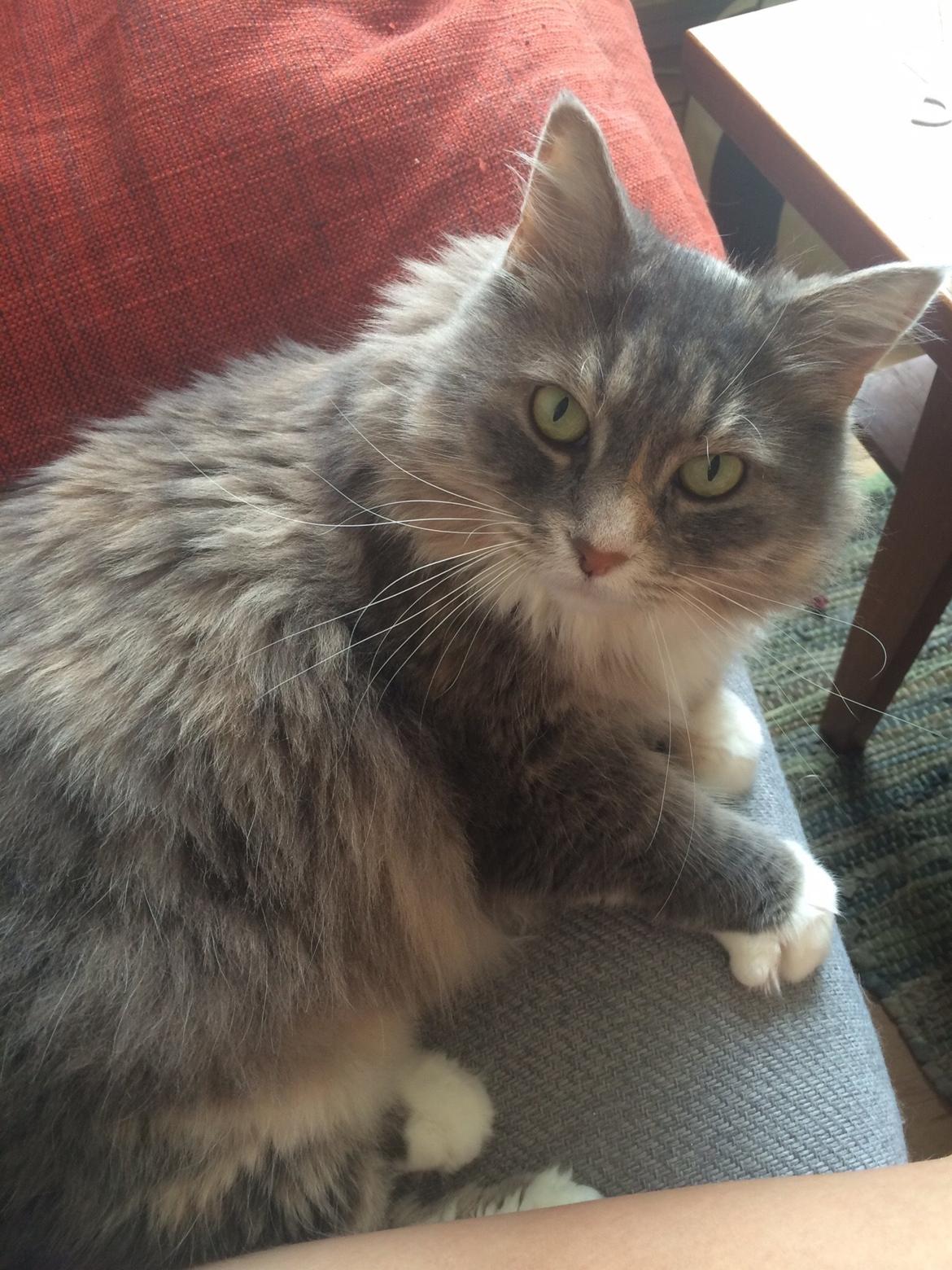 Blanding af racer Kattemis - Jeg kradser kun en liiiiille bitte smule i sofan - okay?  billede 4