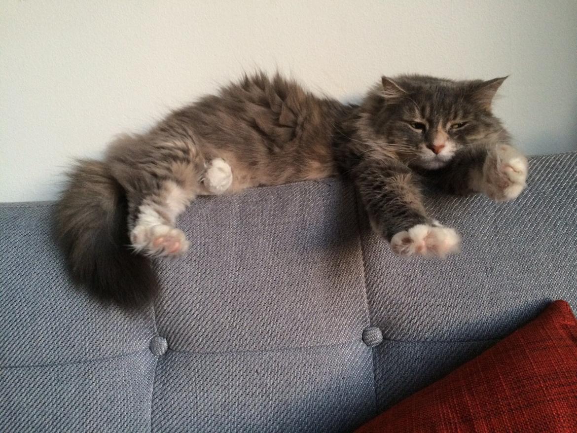 Blanding af racer Kattemis - Det her er et rigtig superkat billede - jeg er vild med det ! billede 1