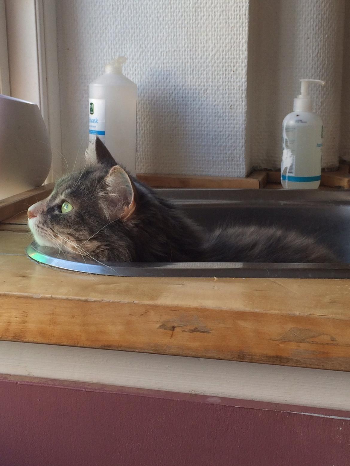 Blanding af racer Kattemis - Tja.. vandhanen dryppede og så var vasken altså uimodståelilg ! Onde mig, der skiftede vandhanen, så vasken igen er uinteressant. billede 6