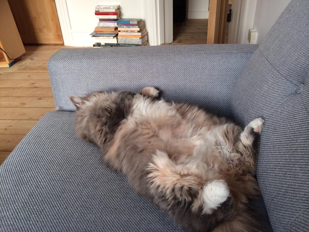 Blanding af racer Kattemis - Vi kan også være tykke og trætte :) billede 7