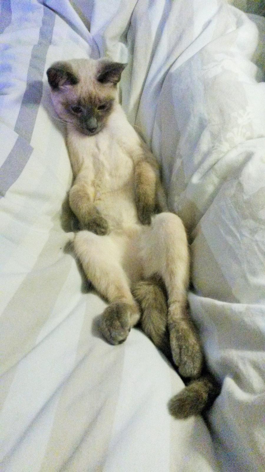 Blanding af racer Snooki billede 12