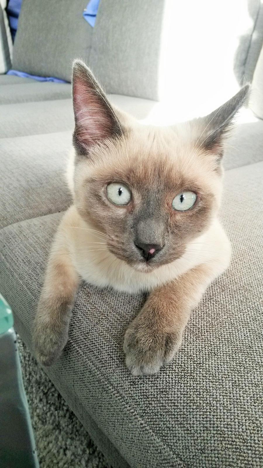 Blanding af racer Snooki billede 14