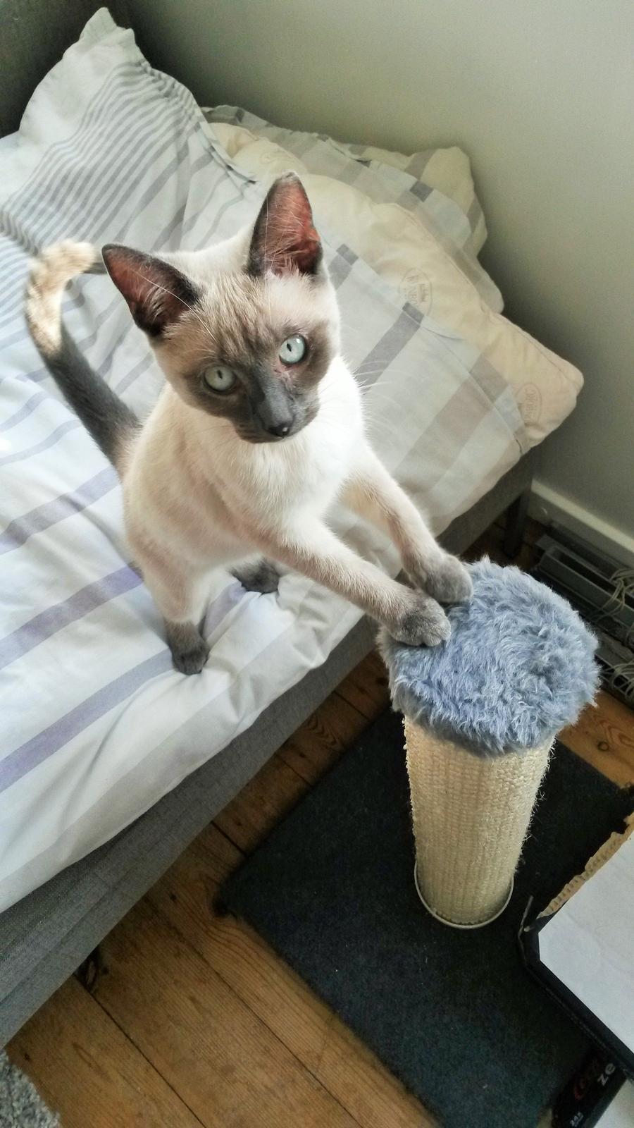 Blanding af racer Snooki billede 15