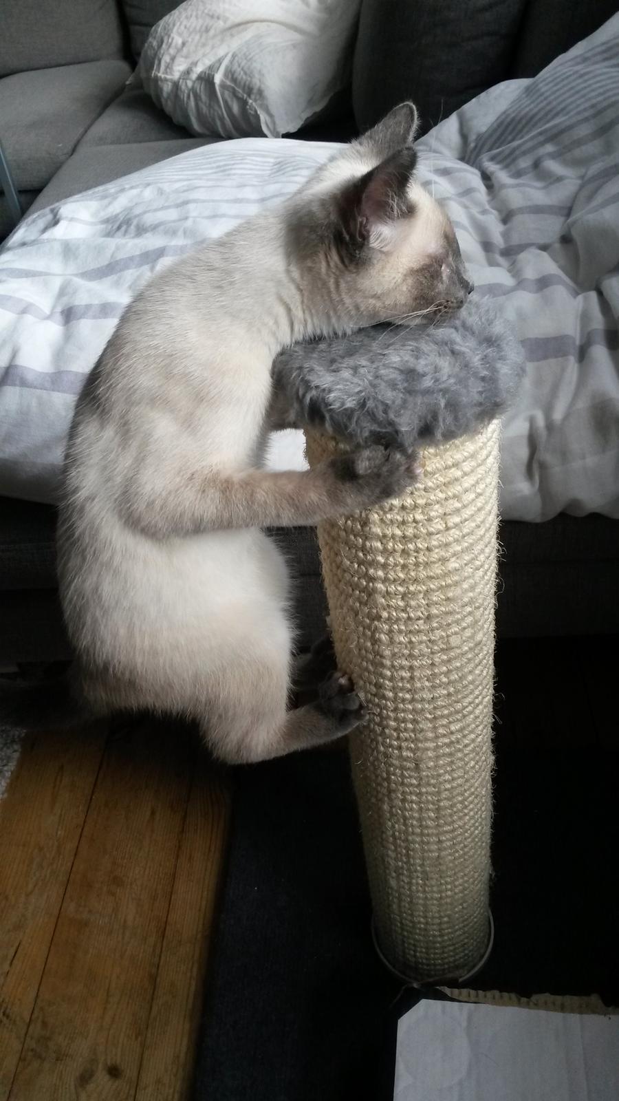 Blanding af racer Snooki billede 17