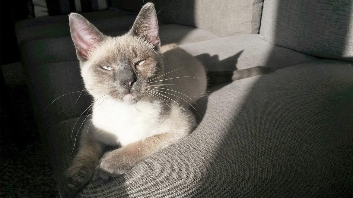 Blanding af racer Snooki billede 13