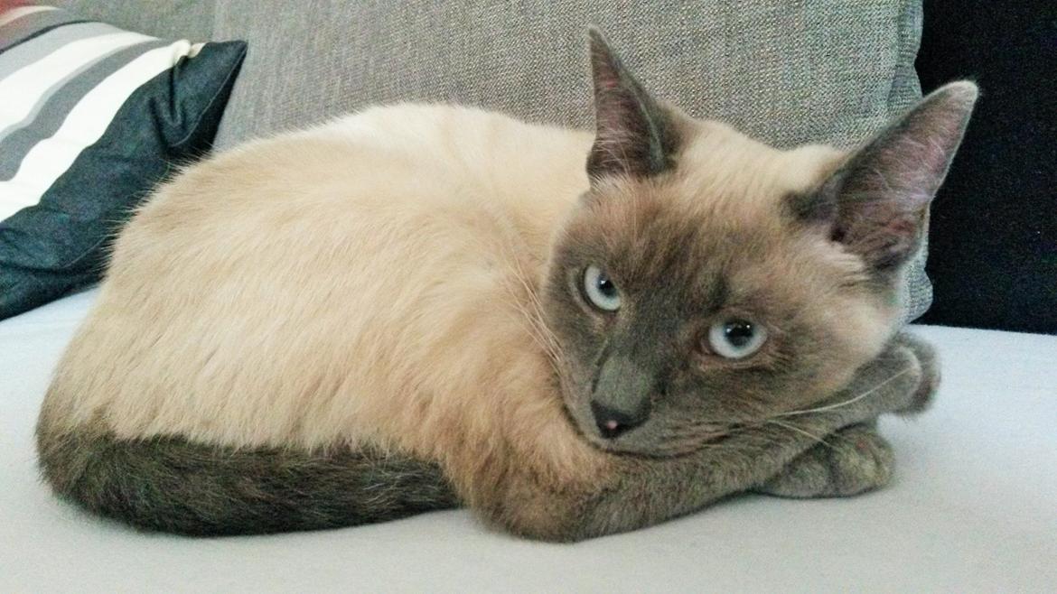 Blanding af racer Snooki billede 18