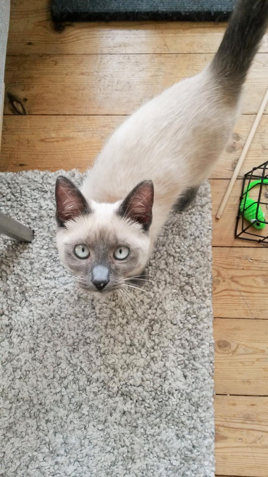 Blanding af racer Snooki billede 16