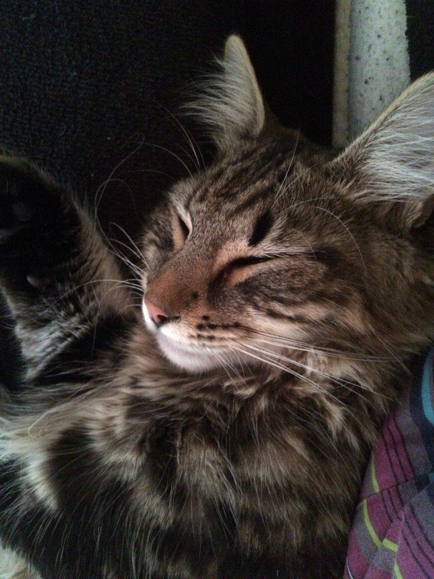 Blanding af racer Hannibal billede 4