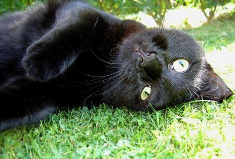 Huskat Fiie billede 1