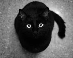 Huskat Fiie billede 2