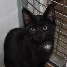 Huskat Fiie billede 3