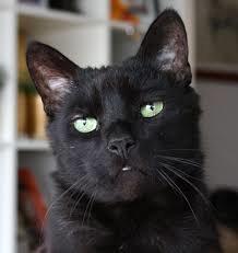 Huskat Fiie billede 4