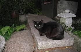 Huskat Fiie billede 5