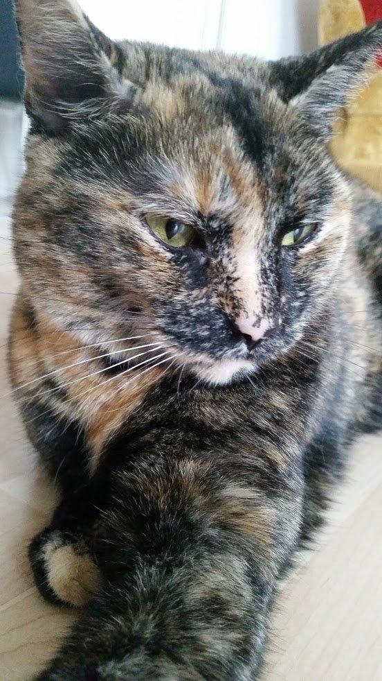 Huskat Bailey - Mahmi - Bahbiiii -  - Kan i høre hende sukke? :D billede 5