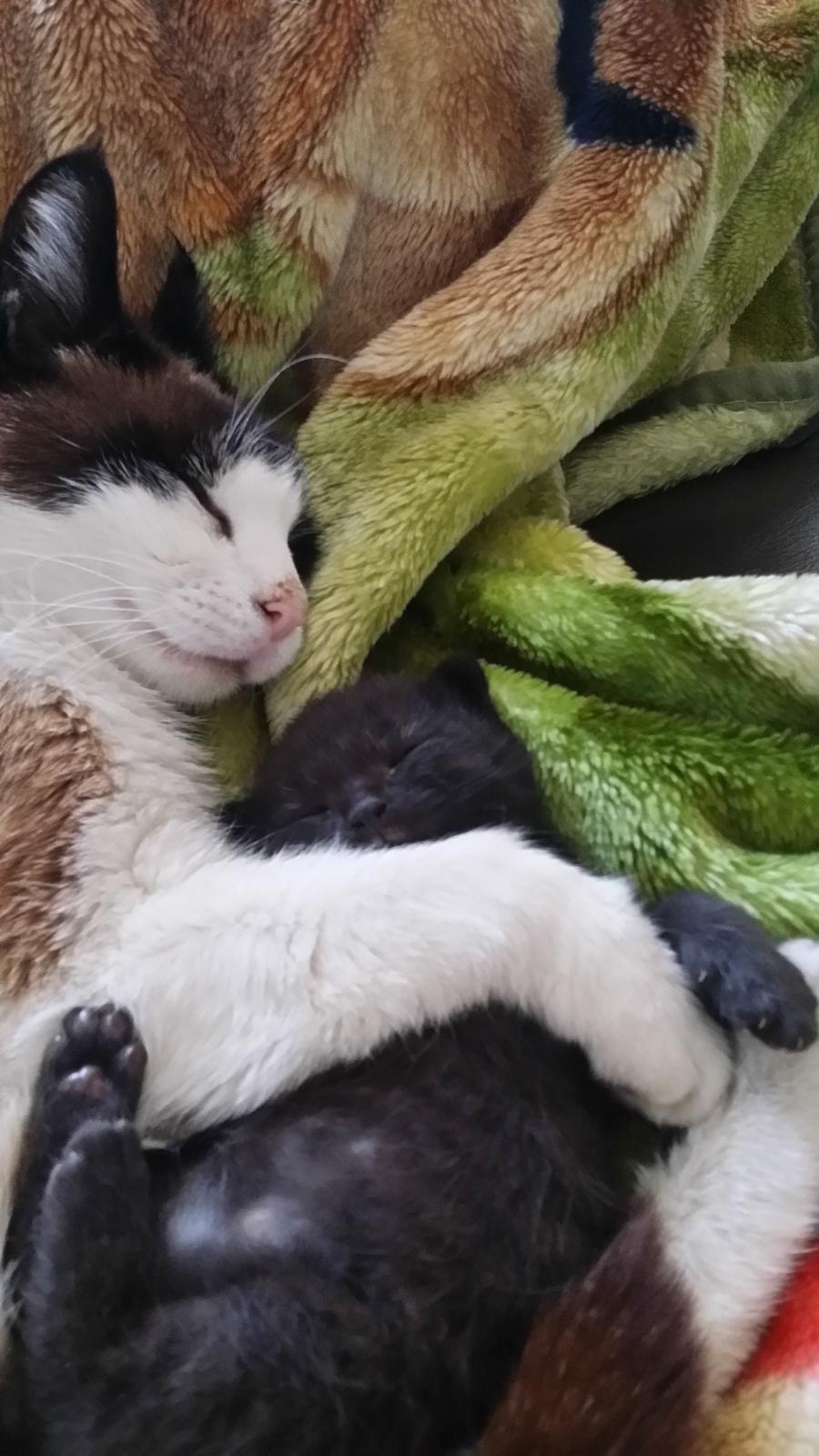 Blanding af racer Silke  - Silke med baby Buddha billede 4