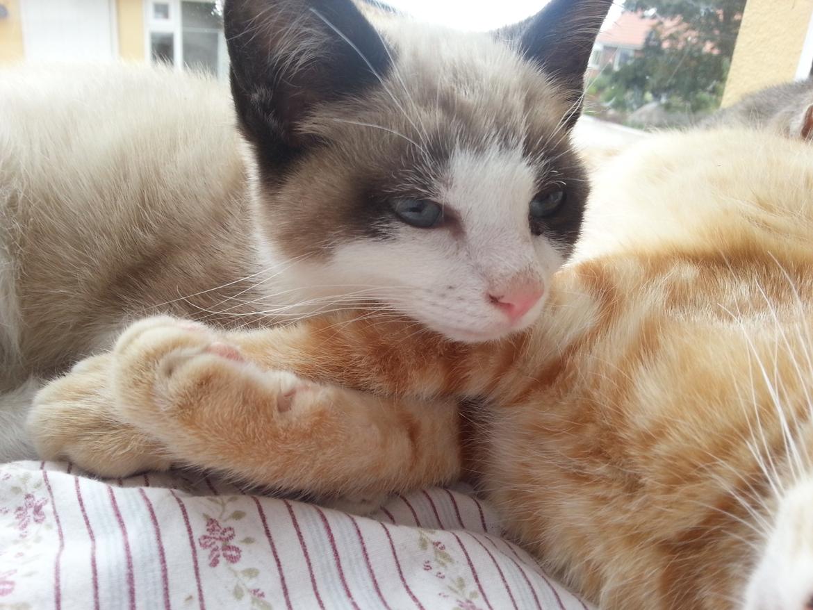 Blanding af racer Silke  billede 1