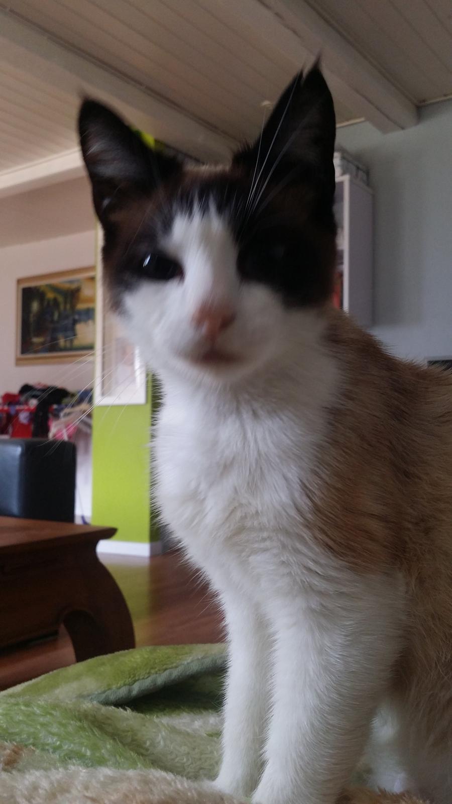 Blanding af racer Silke  billede 2