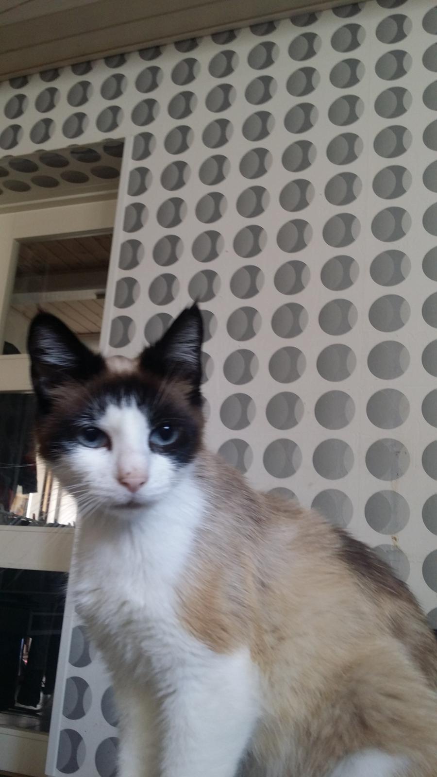 Blanding af racer Silke  billede 3