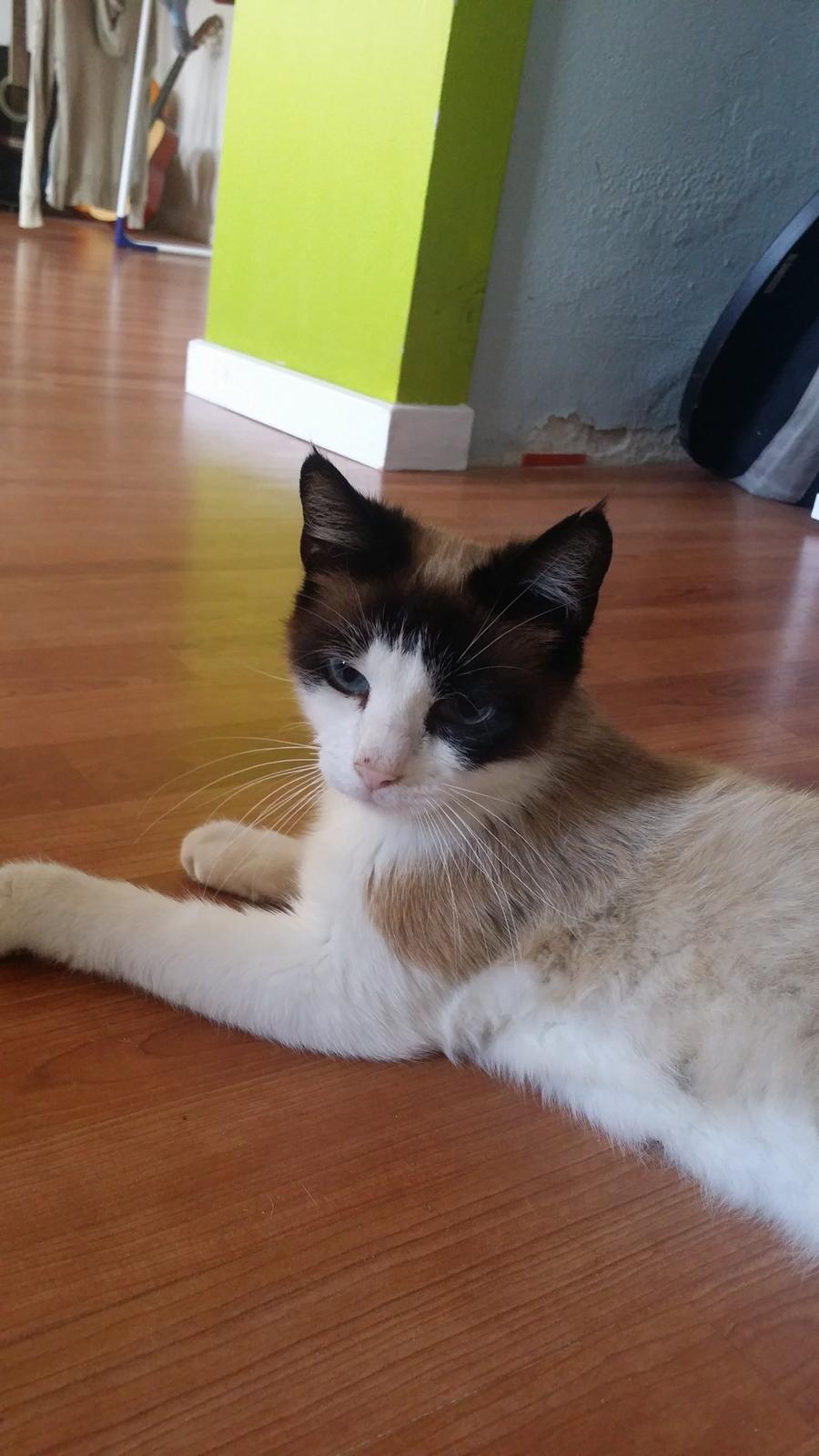 Blanding af racer Silke  billede 5