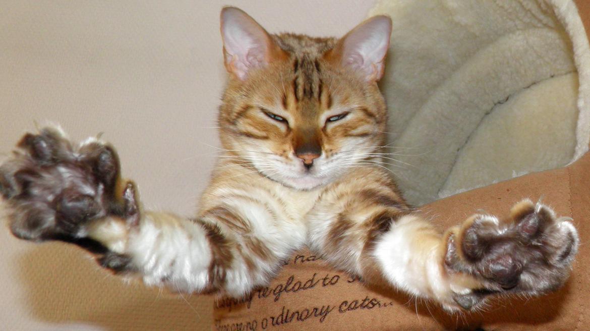 Bengal S*Leopardettes Zamba billede 5