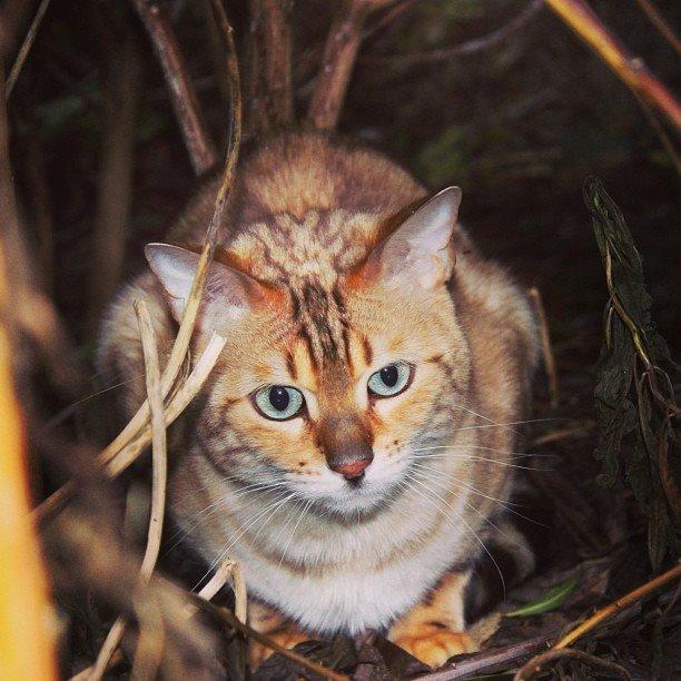 Bengal S*Leopardettes Zamba billede 2