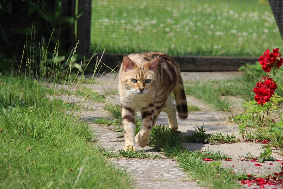 Bengal S*Leopardettes Zamba billede 3