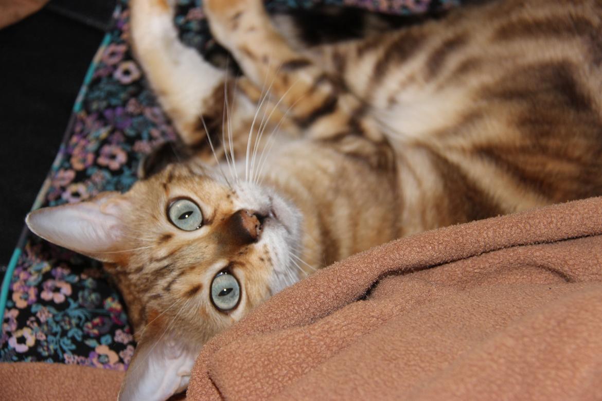 Bengal S*Leopardettes Zamba billede 1