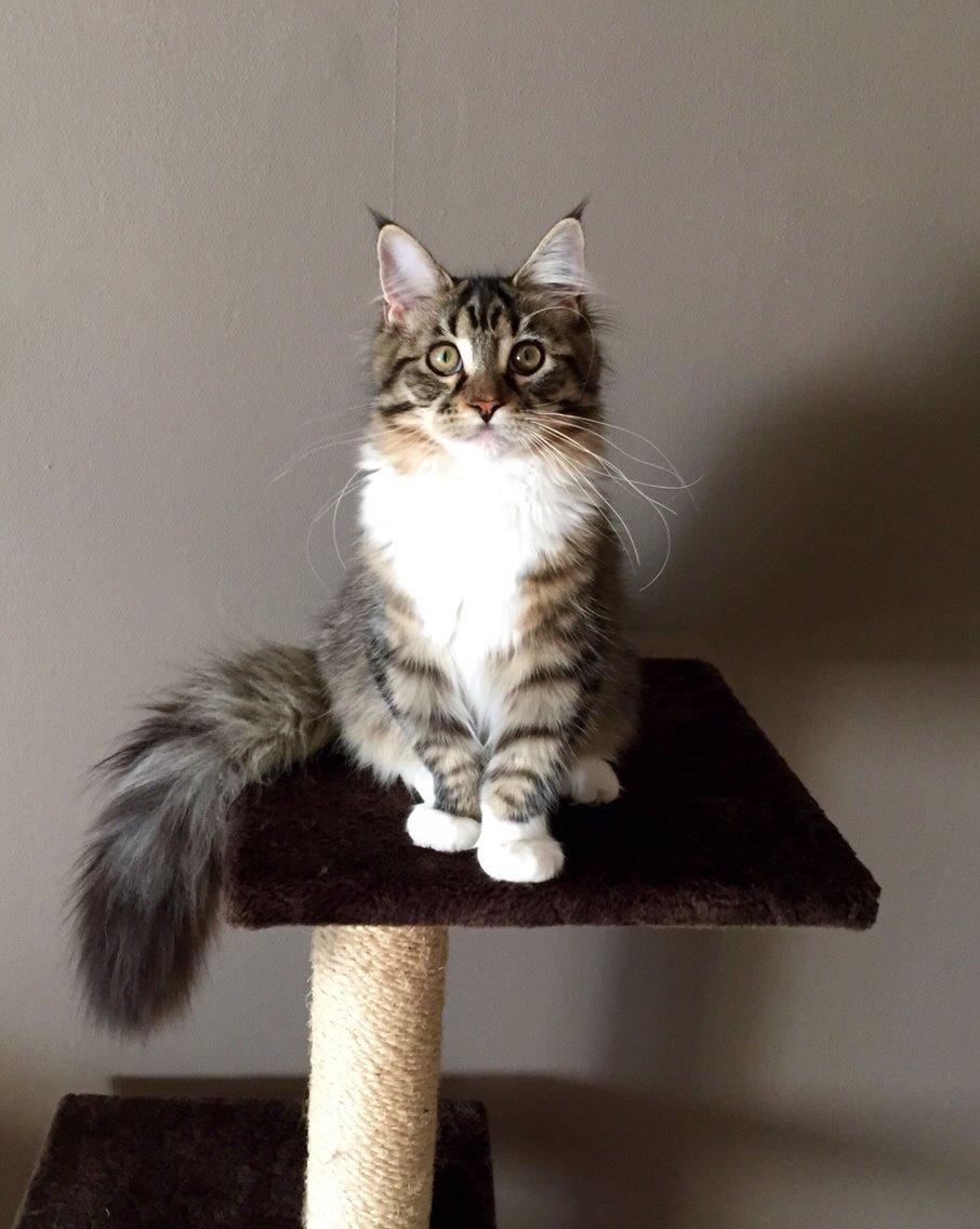 Maine Coon Darling Nala billede 4