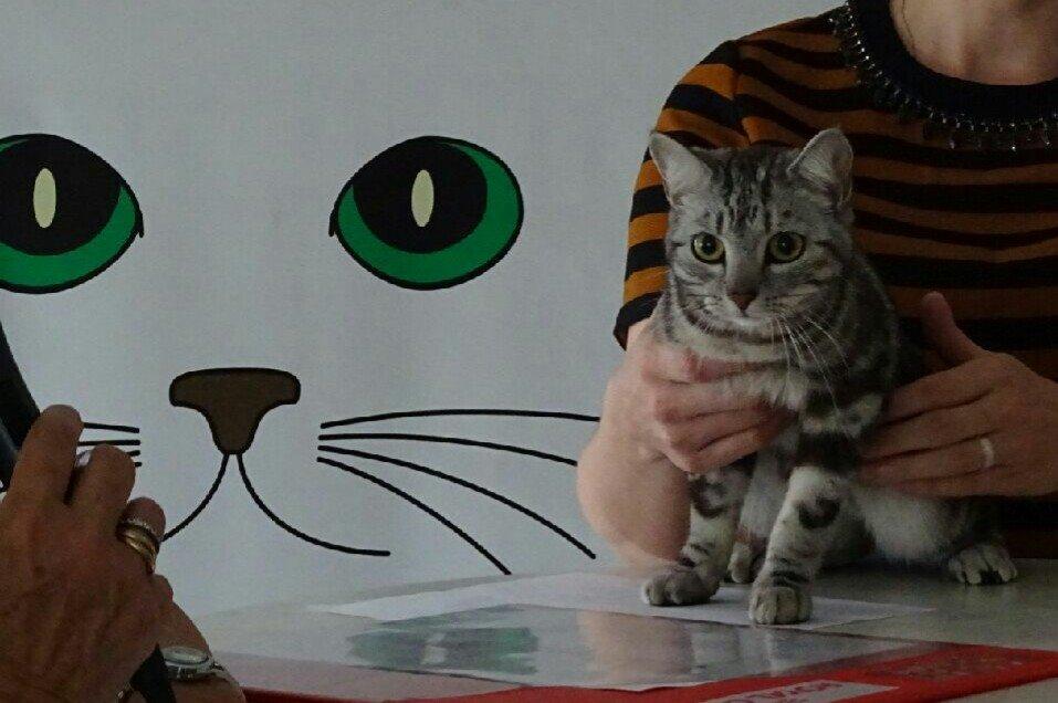 Europé Grevy Lliv  billede 16