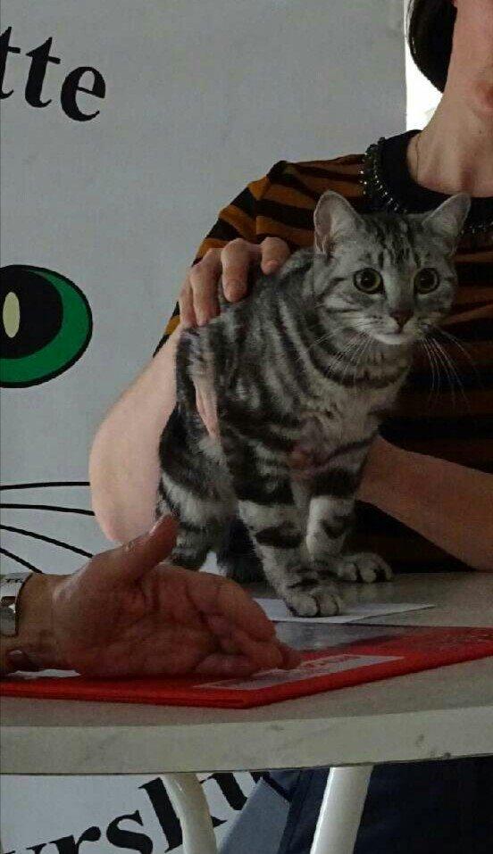 Europé Grevy Lliv  billede 17