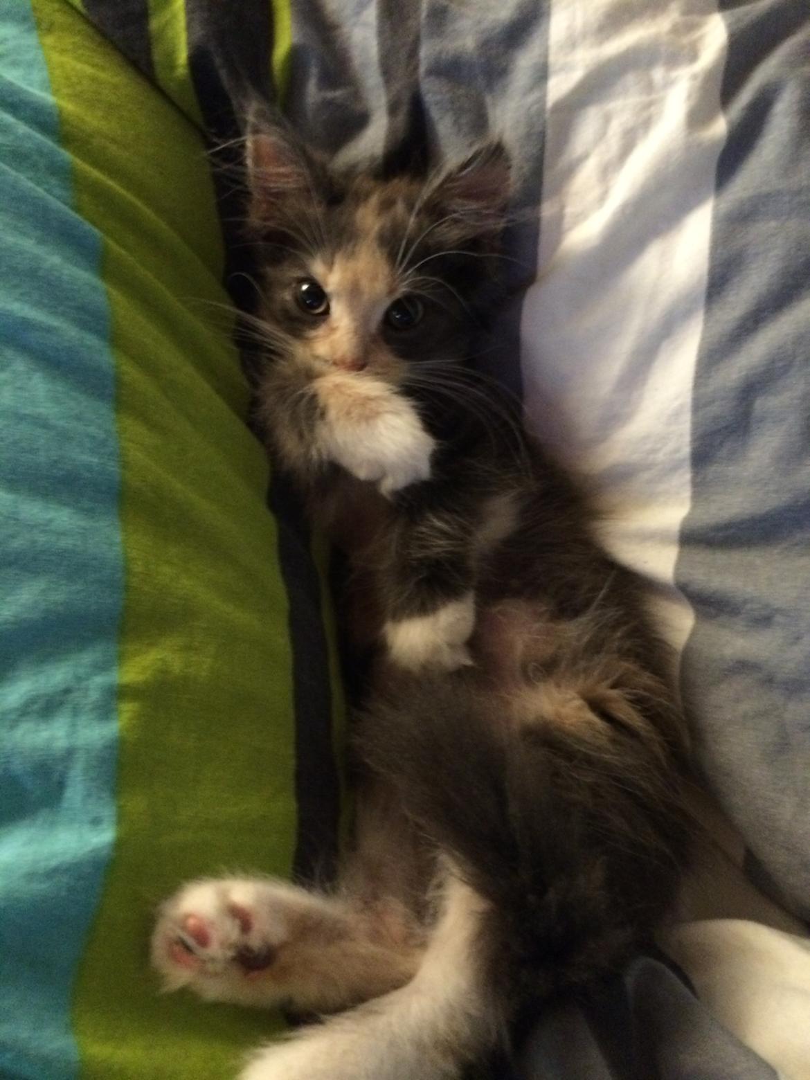 Huskat Cleopatra billede 13