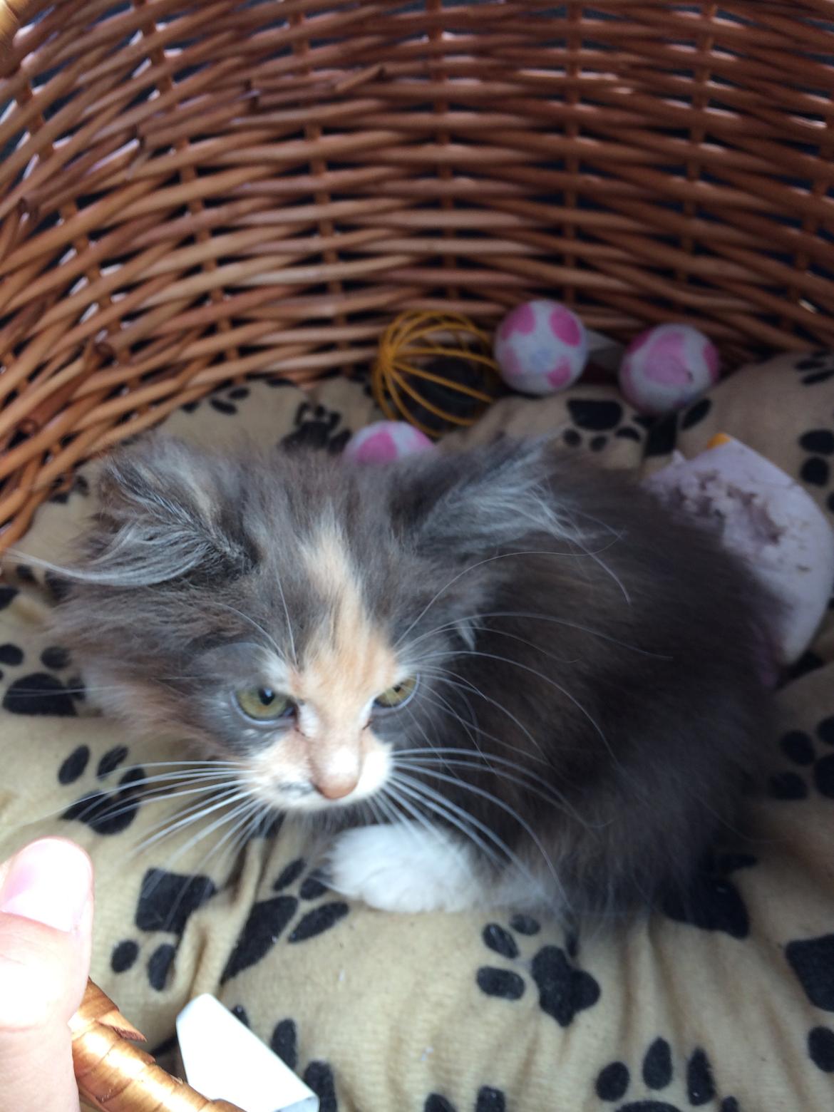 Huskat Cleopatra billede 14