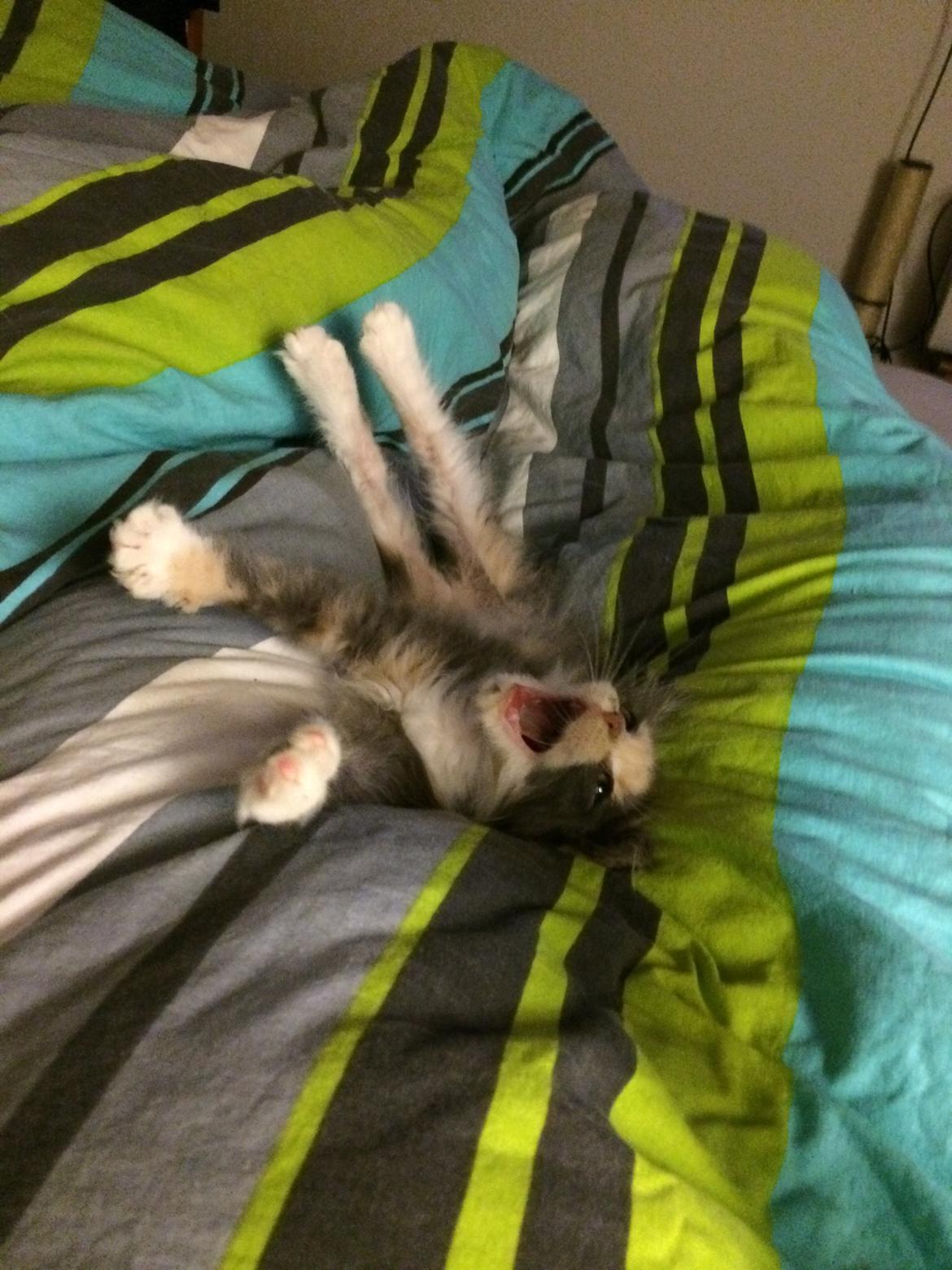 Huskat Cleopatra billede 12