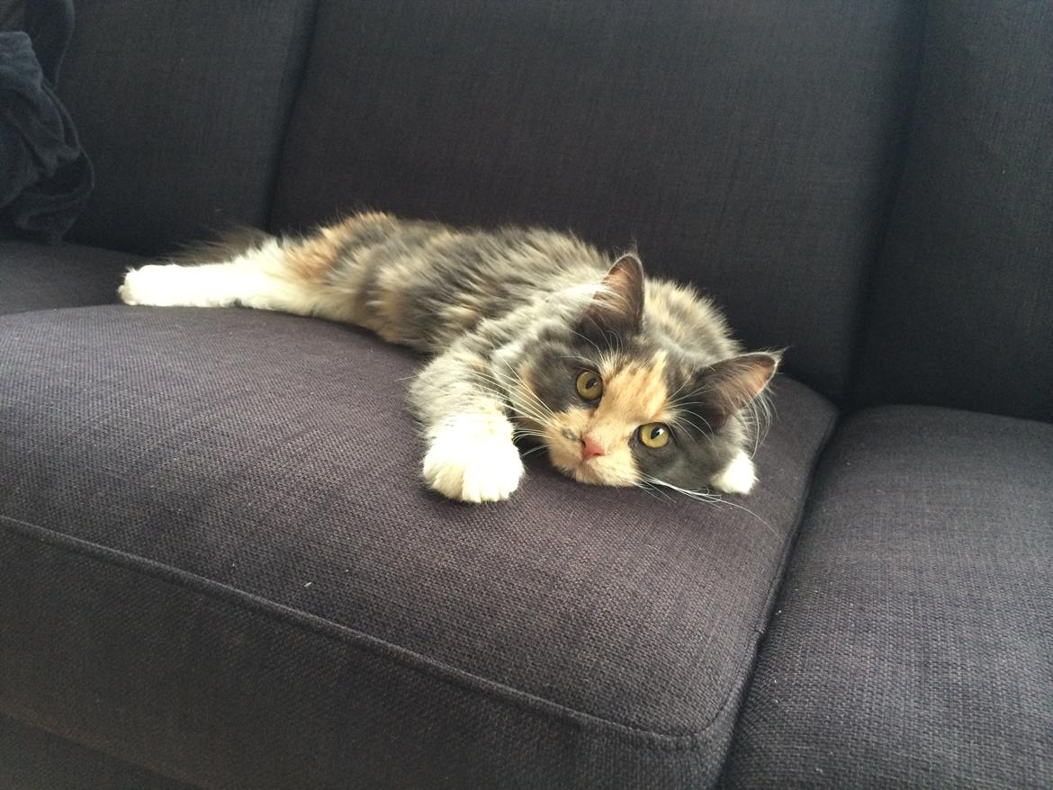 Huskat Cleopatra billede 8