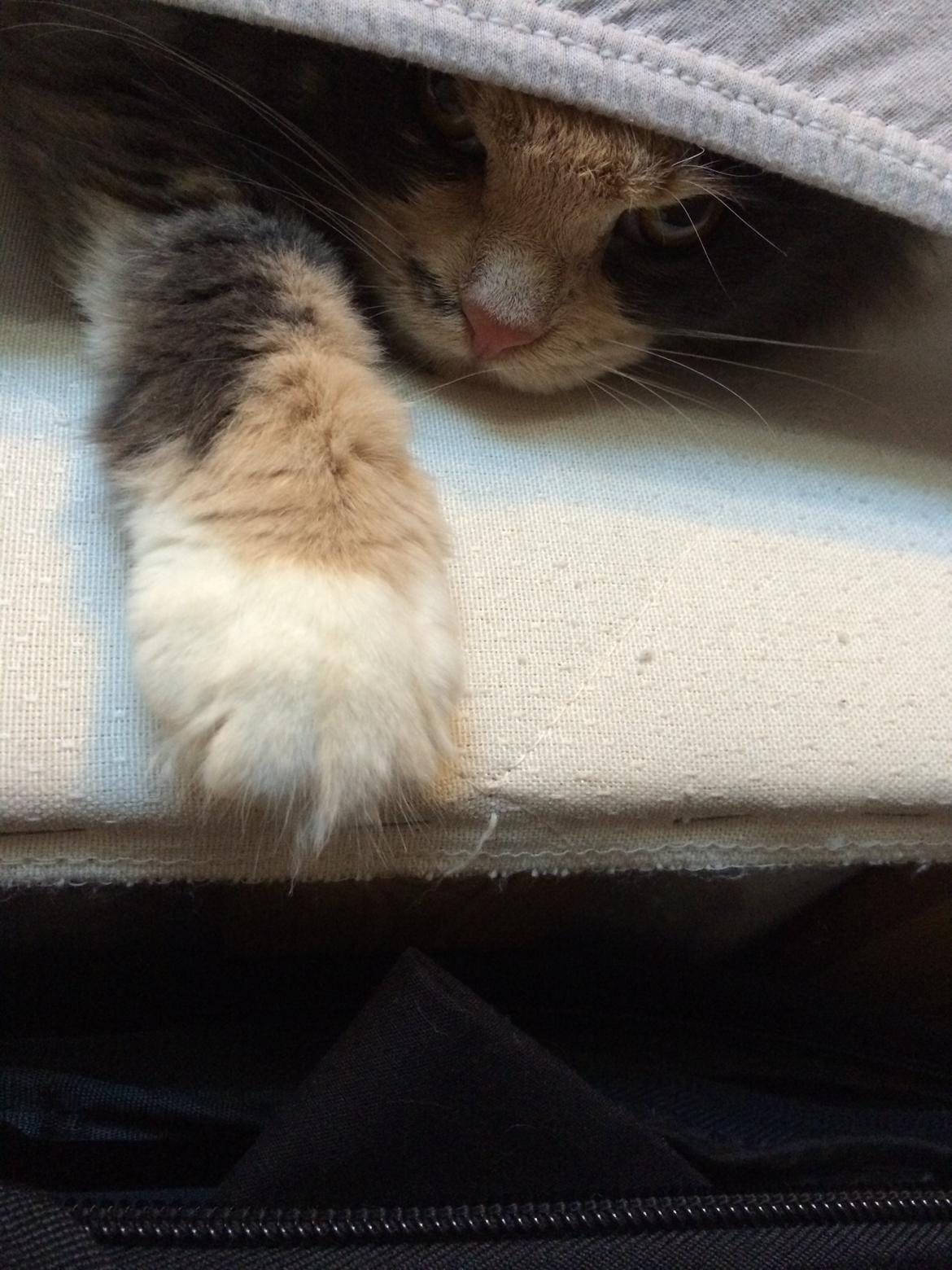 Huskat Cleopatra billede 11