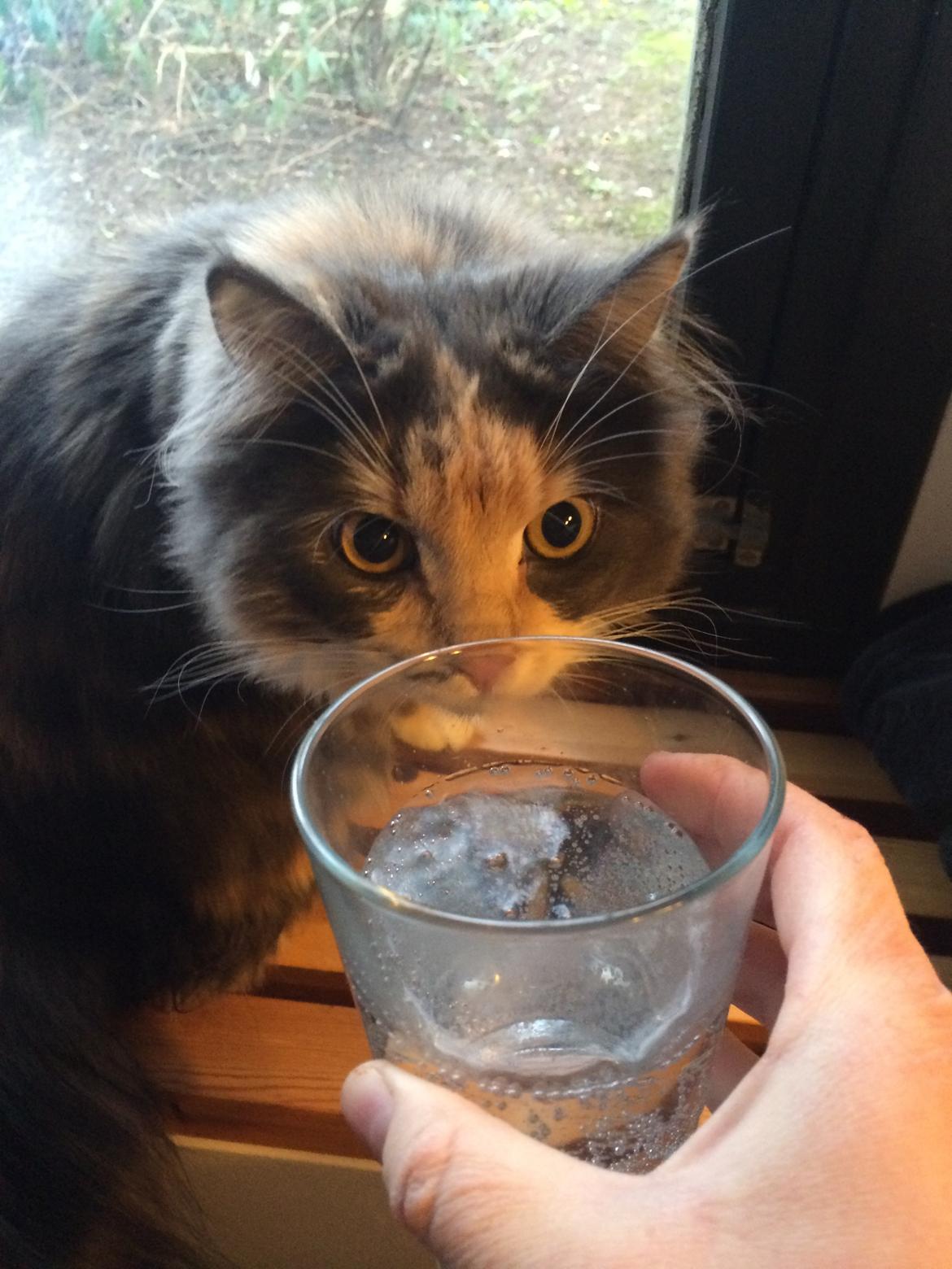 Huskat Cleopatra billede 10