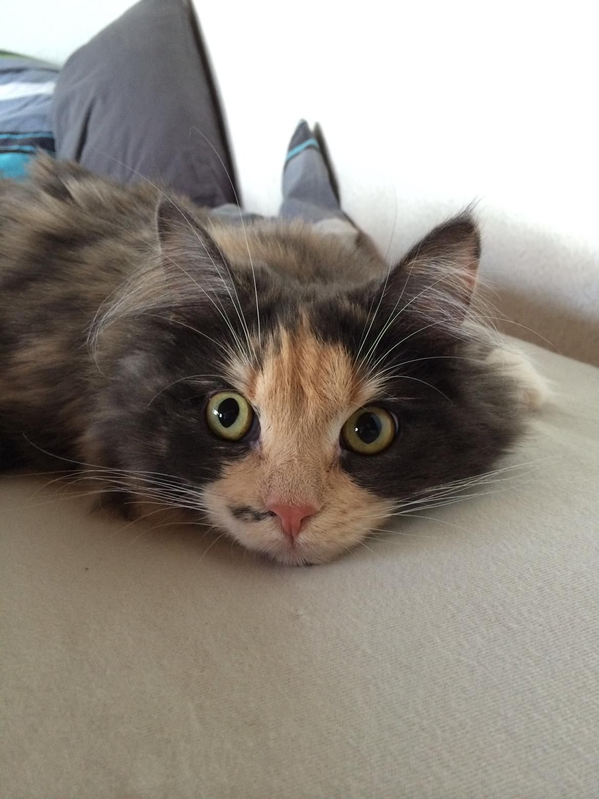 Huskat Cleopatra billede 2