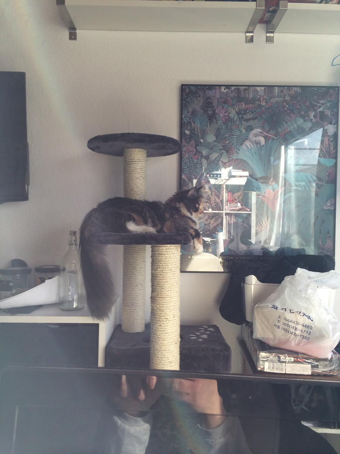 Huskat Cleopatra billede 5