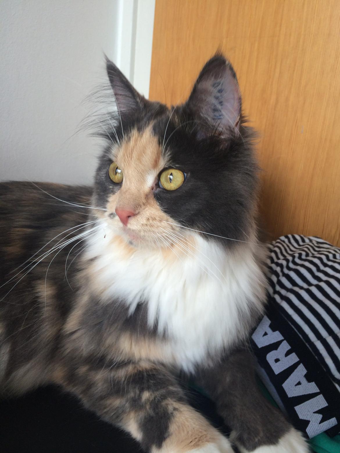 Huskat Cleopatra billede 1