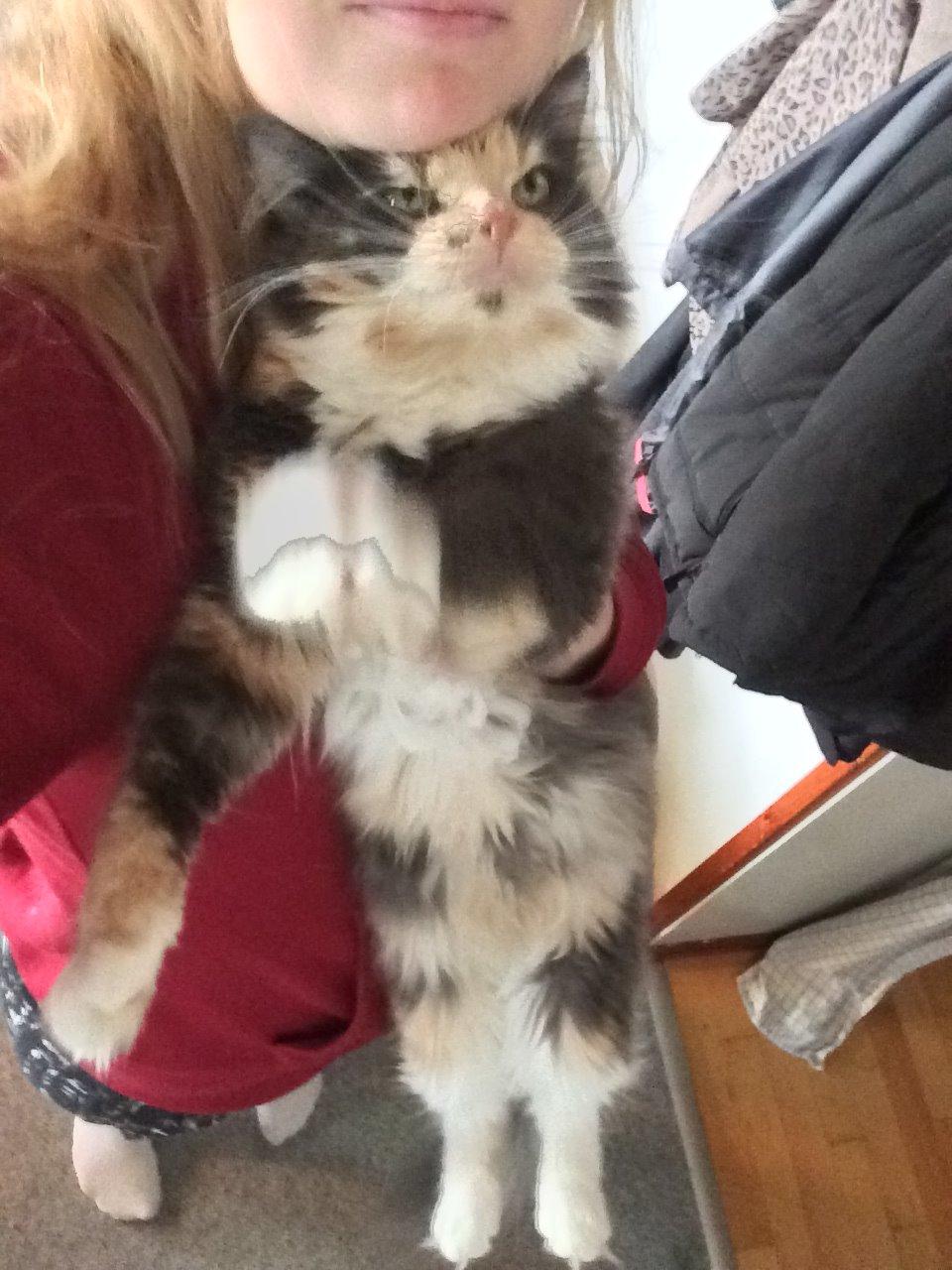 Huskat Cleopatra billede 4