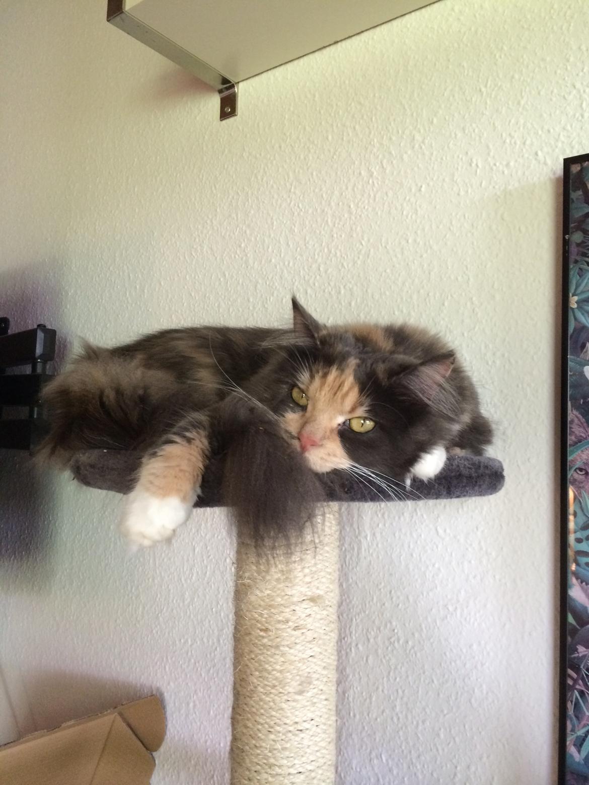 Huskat Cleopatra billede 3