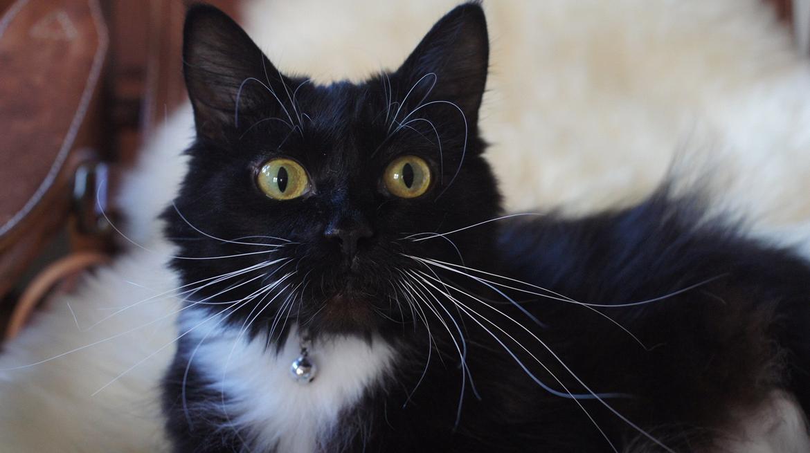 Blanding af racer Vespa billede 7