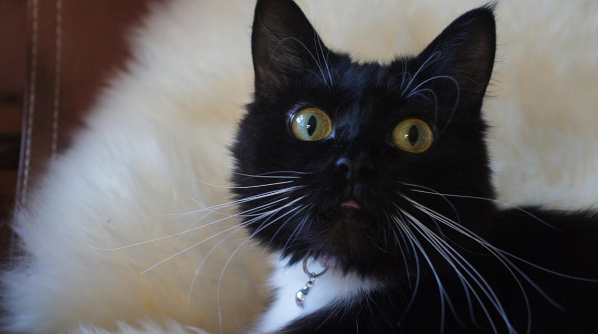 Blanding af racer Vespa billede 11