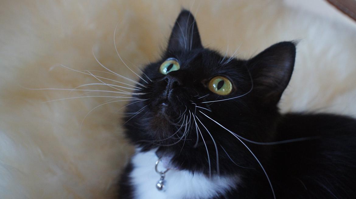 Blanding af racer Vespa billede 12