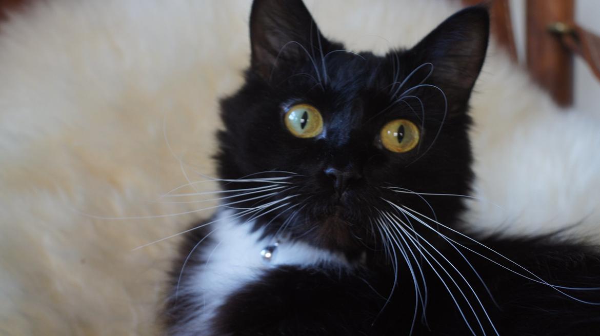 Blanding af racer Vespa billede 13