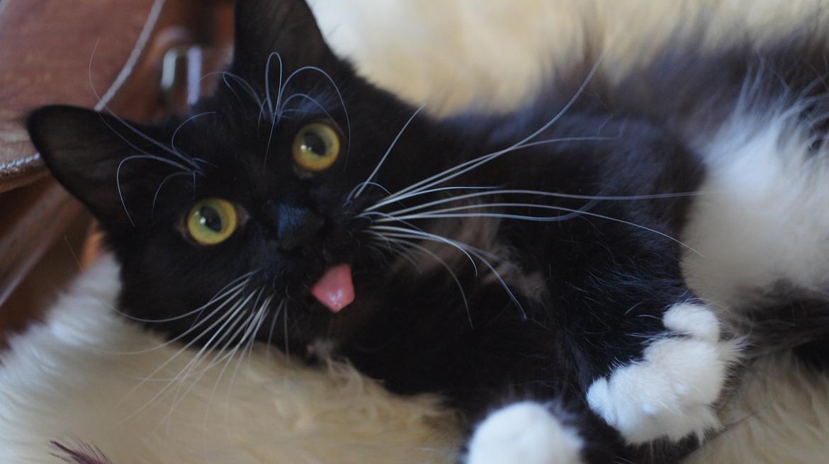 Blanding af racer Vespa billede 10